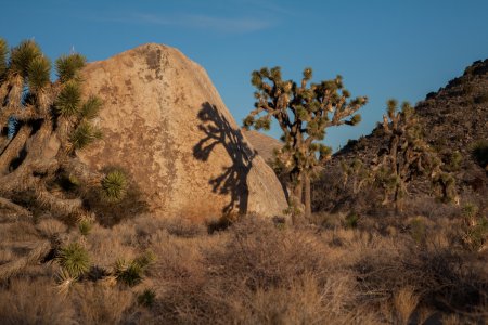 Een Joshua Tree en z&#039;n schaduw